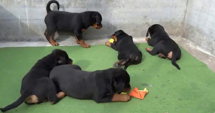 rottweiler-puppies-available-big-0