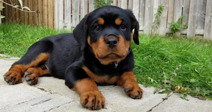 rottweiler-puppies-available-big-1
