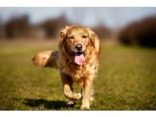 Finding the Perfect Pet Care Services in Nyc