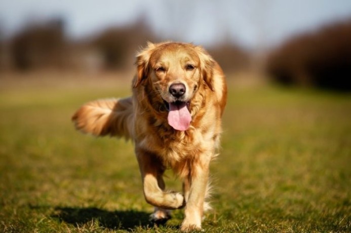 finding-the-perfect-pet-care-services-in-nyc-big-0