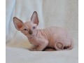 beautiful-canadian-sphynx-boy-small-0