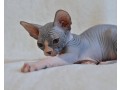 beautiful-canadian-sphynx-boy-small-3