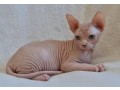 beautiful-canadian-sphynx-boy-small-4