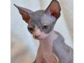 beautiful-canadian-sphynx-boy-small-2