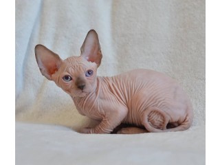 Beautiful Canadian Sphynx Boy