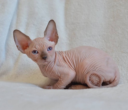 beautiful-canadian-sphynx-boy-big-0