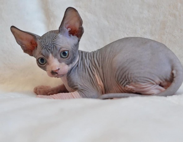 beautiful-canadian-sphynx-boy-big-1