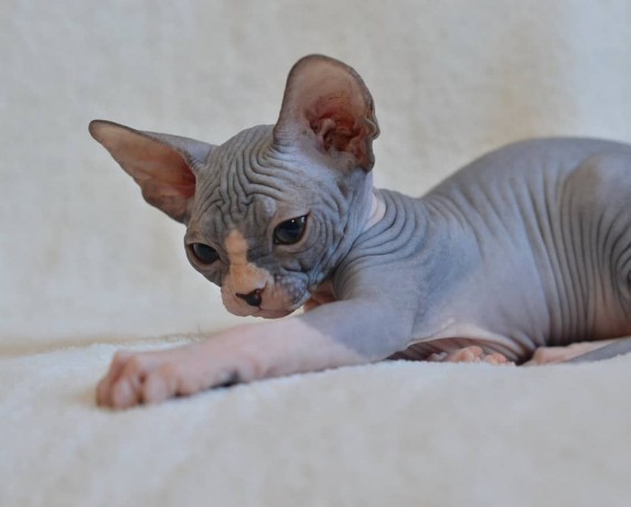 beautiful-canadian-sphynx-boy-big-3