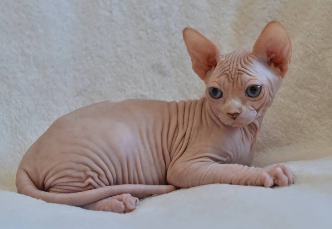 beautiful-canadian-sphynx-boy-big-4