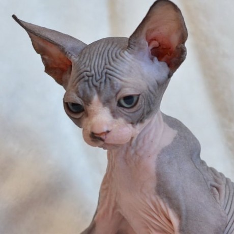 beautiful-canadian-sphynx-boy-big-2