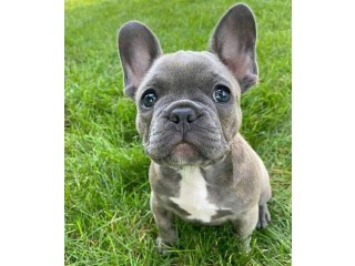 Female Frenchie puppy available 7 weeks old Potty trained Vet checked Isabella carrier bloodline AKC registered 2500$