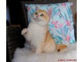 elegant-british-shorthair-golden-chinchilla-kittens-exceptional-beauty-health-and-temperament-small-0