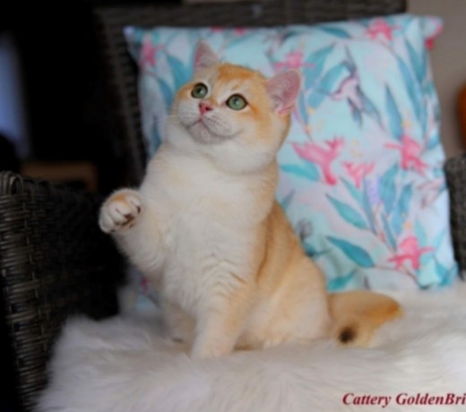 elegant-british-shorthair-golden-chinchilla-kittens-exceptional-beauty-health-and-temperament-big-0
