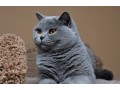 premier-feline-haven-renowned-british-shorthair-breeder-small-0