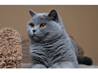 Premier Feline Haven: Renowned British Shorthair Breeder