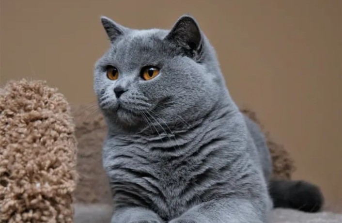 premier-feline-haven-renowned-british-shorthair-breeder-big-0