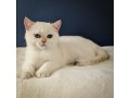 british-shorthair-breeder-exquisite-felines-for-discerning-pet-lovers-small-0