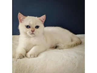 British Shorthair Breeder: Exquisite Felines for Discerning Pet Lovers