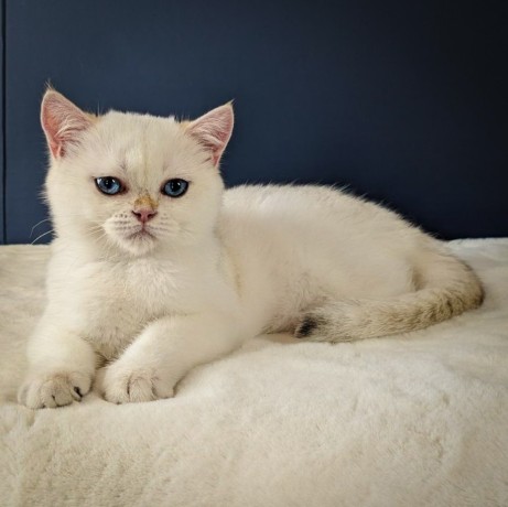 british-shorthair-breeder-exquisite-felines-for-discerning-pet-lovers-big-0