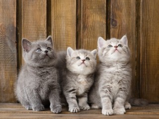 Exceptional British Shorthair Kittens for Your Home
