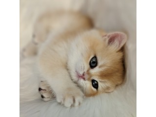 Adorable Golden Chinchilla Kittens for Sale