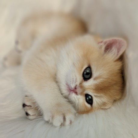 adorable-golden-chinchilla-kittens-for-sale-big-0