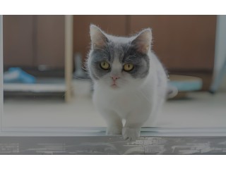 Charming British Shorthair Kittens Available in Minnesota