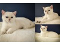 british-shorthair-cat-a-purrfect-companion-small-0