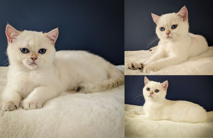 british-shorthair-cat-a-purrfect-companion-big-0