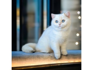 British shorthair Queen for Home Cattery