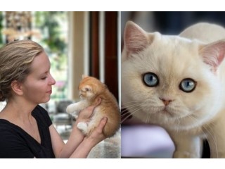 Adorable British Shorthair Kittens for Sale Near You!