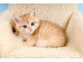 adorable-golden-chinchilla-kittens-perfect-companions-for-your-home-small-0