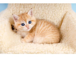 Adorable Golden Chinchilla Kittens: Perfect Companions for Your Home