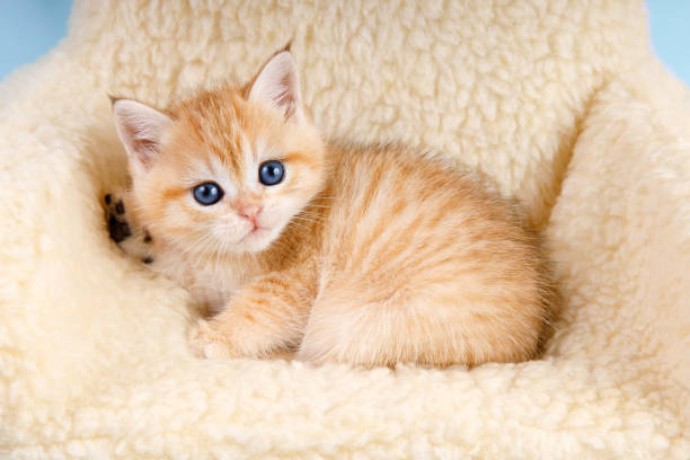adorable-golden-chinchilla-kittens-perfect-companions-for-your-home-big-0