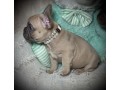 french-bulldog-female-puppy-easter-ready-small-2