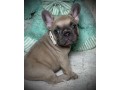 french-bulldog-female-puppy-easter-ready-small-1
