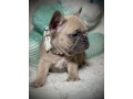french-bulldog-female-puppy-easter-ready-small-0