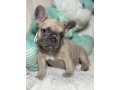 french-bulldog-female-puppy-easter-ready-small-3