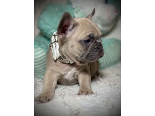 French Bulldog Female Puppy Easter Ready!