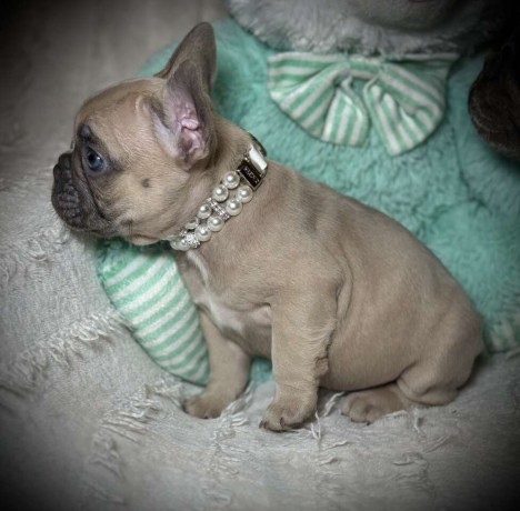 french-bulldog-female-puppy-easter-ready-big-2