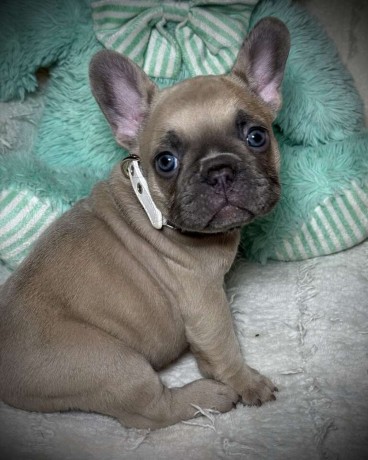 french-bulldog-female-puppy-easter-ready-big-1