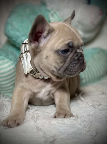 french-bulldog-female-puppy-easter-ready-big-0