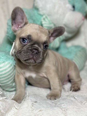 french-bulldog-female-puppy-easter-ready-big-3