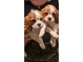 lovely-cavalier-king-charles-spaniel-puppy-small-2