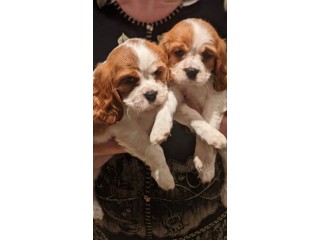 Lovely cavalier-king-charles-spaniel-puppy