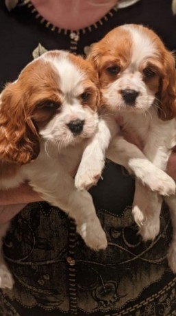 lovely-cavalier-king-charles-spaniel-puppy-big-2
