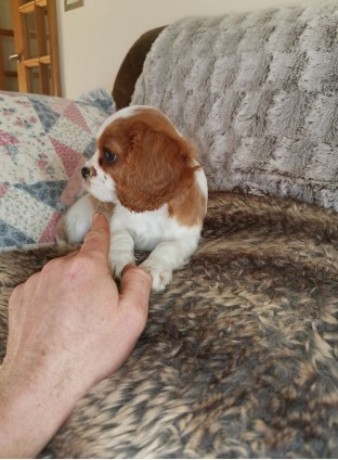 lovely-cavalier-king-charles-spaniel-puppy-big-0