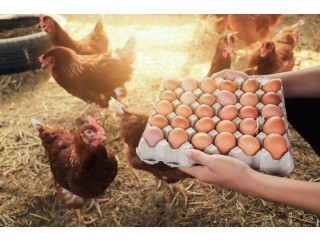 Egg Wholesale Price in Namakkal | Egg Wholesalers Namakkal