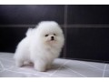 purebred-pomeranian-puppies-available-small-0