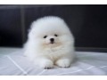 purebred-pomeranian-puppies-available-small-1
